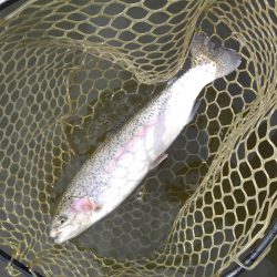 大安トラウトレイク 釣果